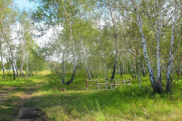 A path among birches in the spring in the forest