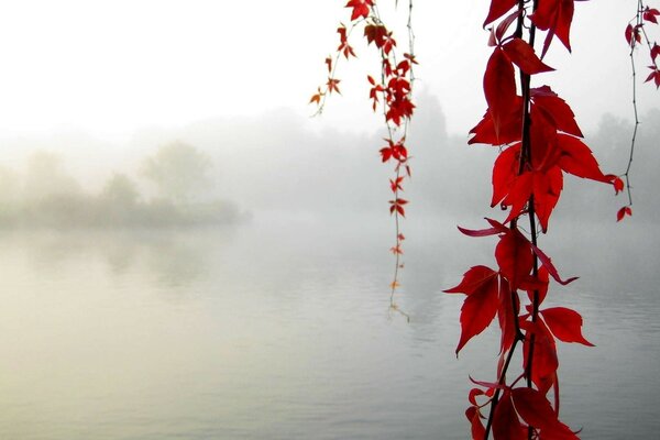 A branch with red leaves on a lake background a red flower with drops on a black background