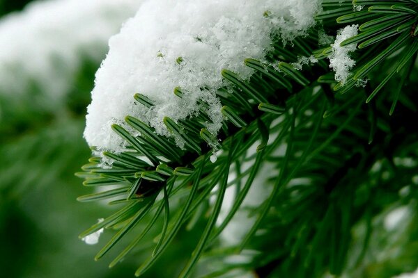  Hat made of snow on a green branch