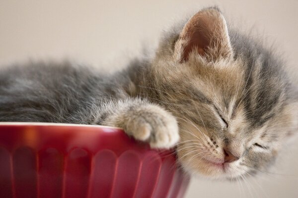 A little gray kitten is sleeping sweetly in a red flower pot