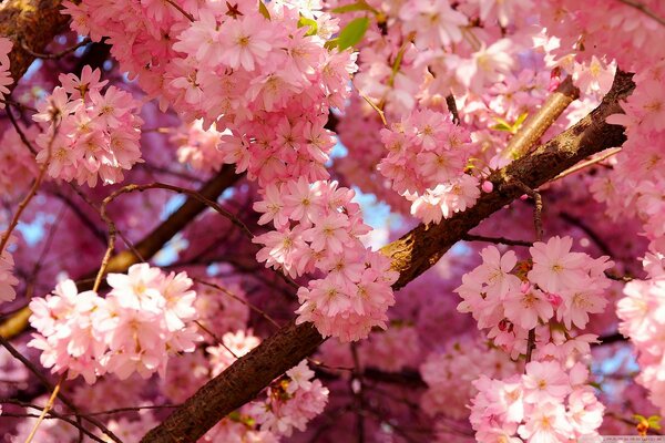 Rosa Blüten auf Sakura-Zweigen