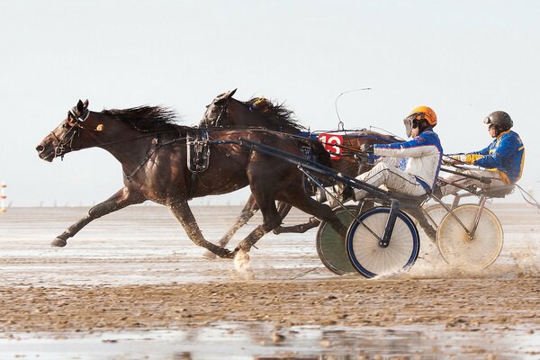 Horses while participating in the races