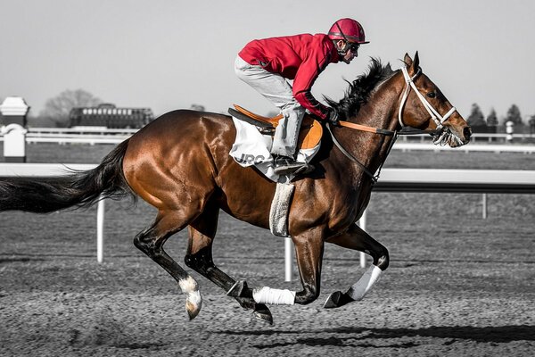 A male jockey rides a horse