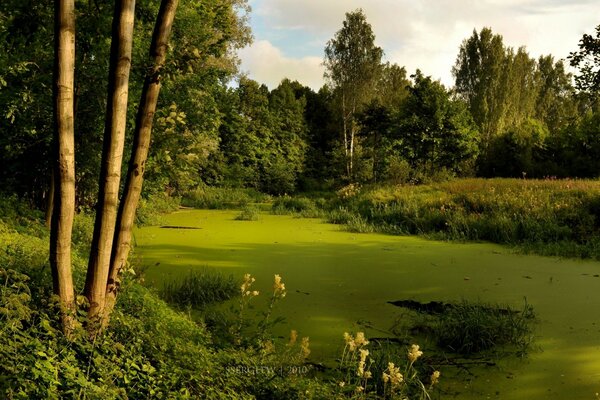 Foresta e fiume verde e Sentiero