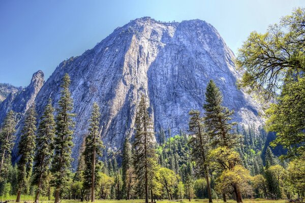 Mountains and forest. USA. Yosemite National Park