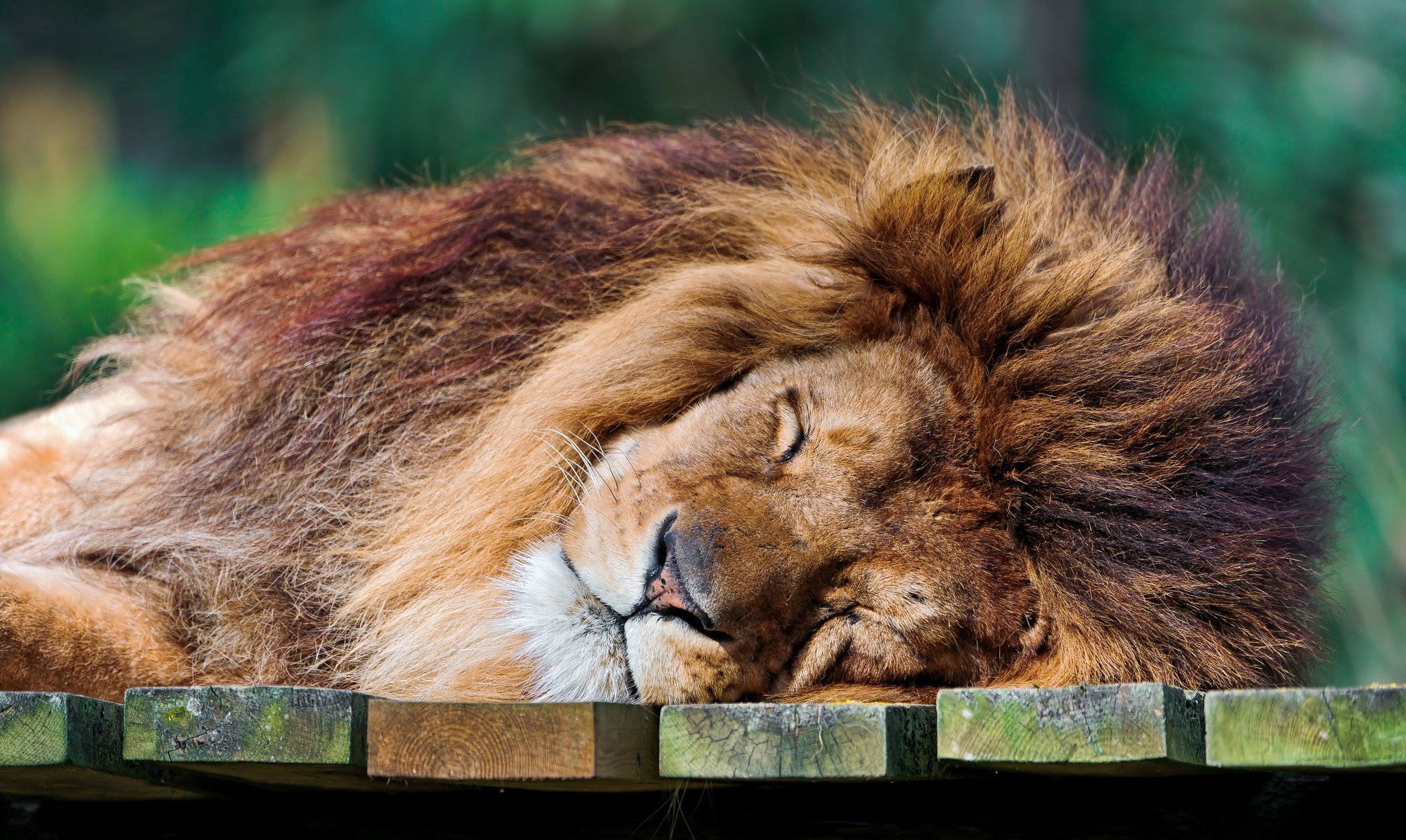 león dormido león rey de las bestias depredador