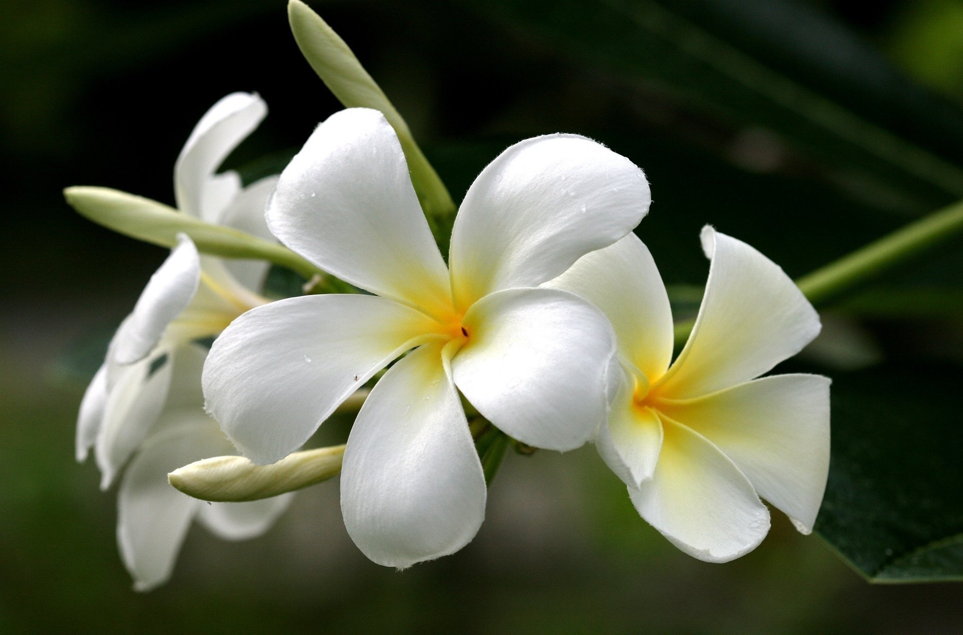 plumeria white flowers frangipani yellow