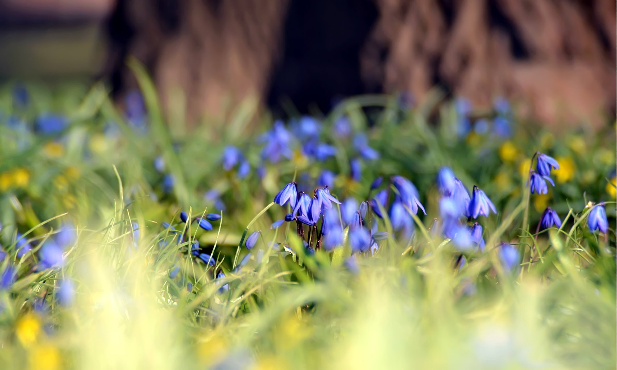 glade grass scilla forest