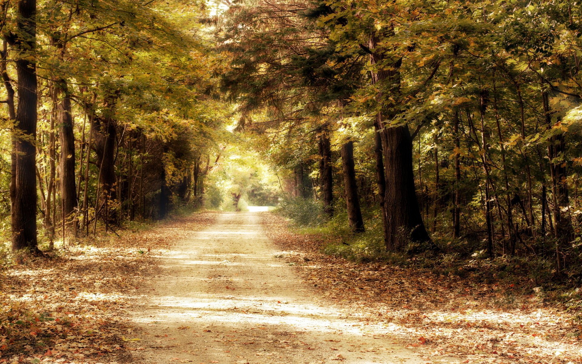 route arbres forêt nature