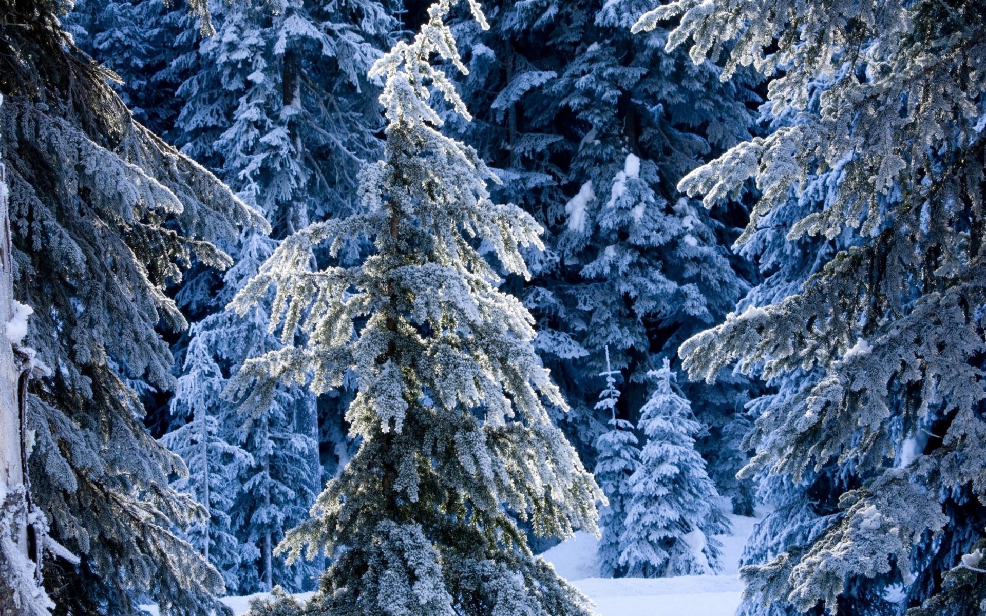 hiver féerique congères arbres de noël hiver sapin neige forêt