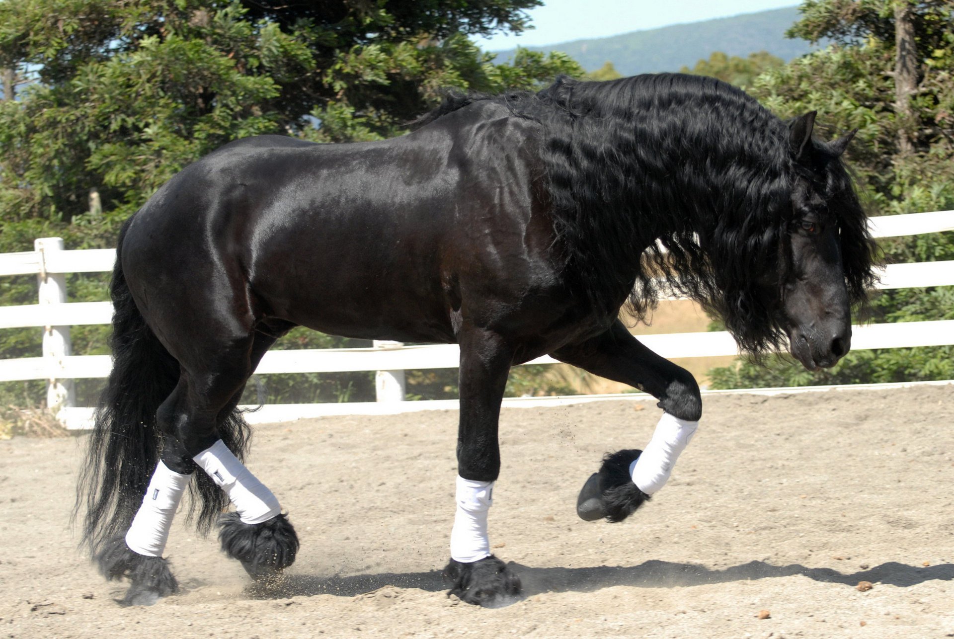 horse stallion horse frieze