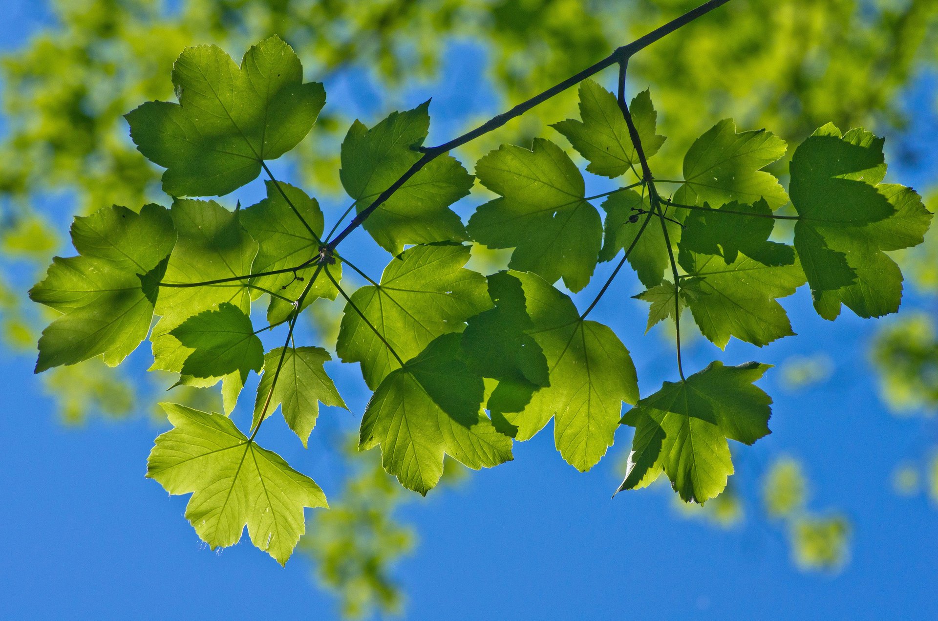 makro sommer himmel laub zweige