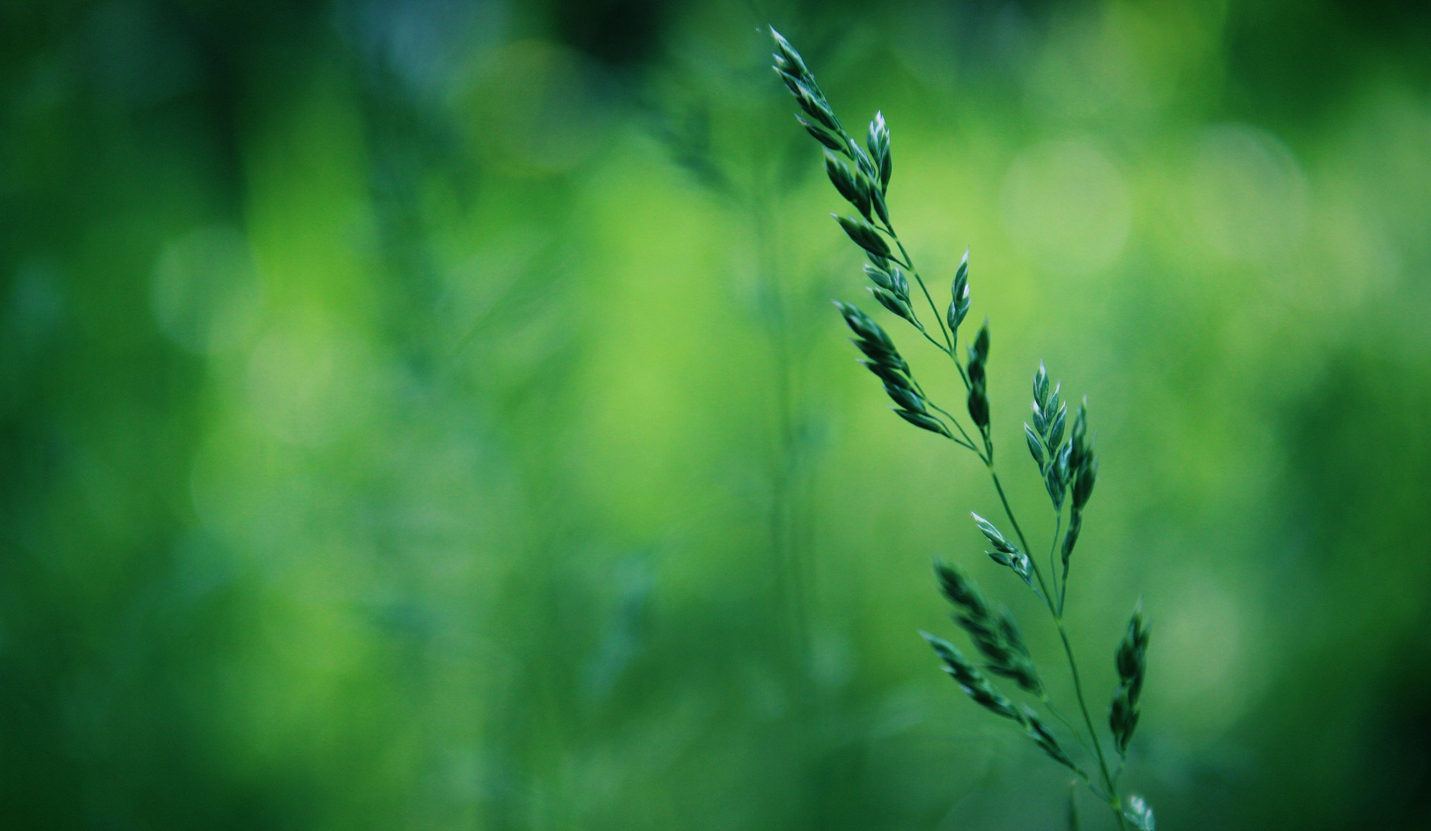 trawa bokeh zieleń makro wiosna