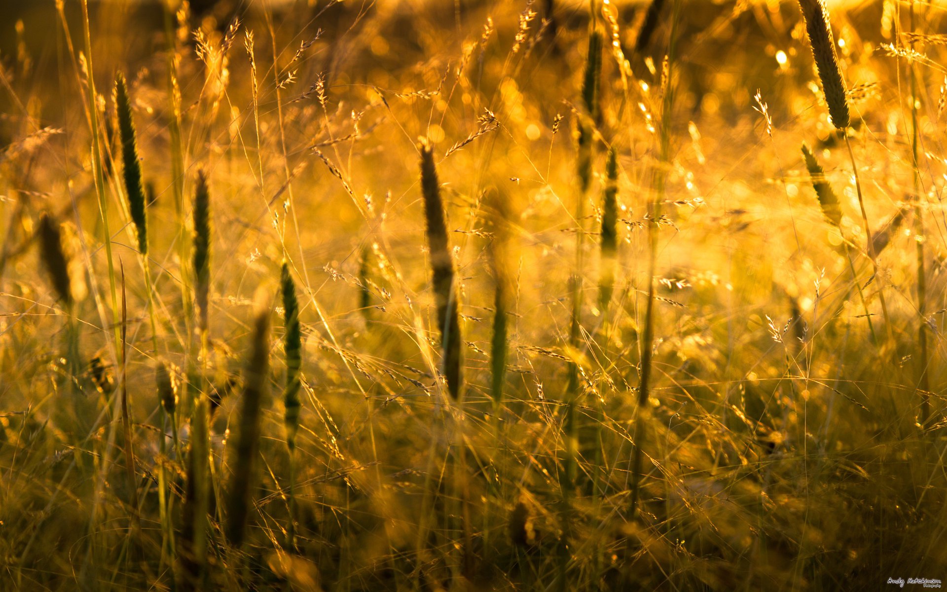 makro macro natur grass licht gras sonnenlicht natur sonne