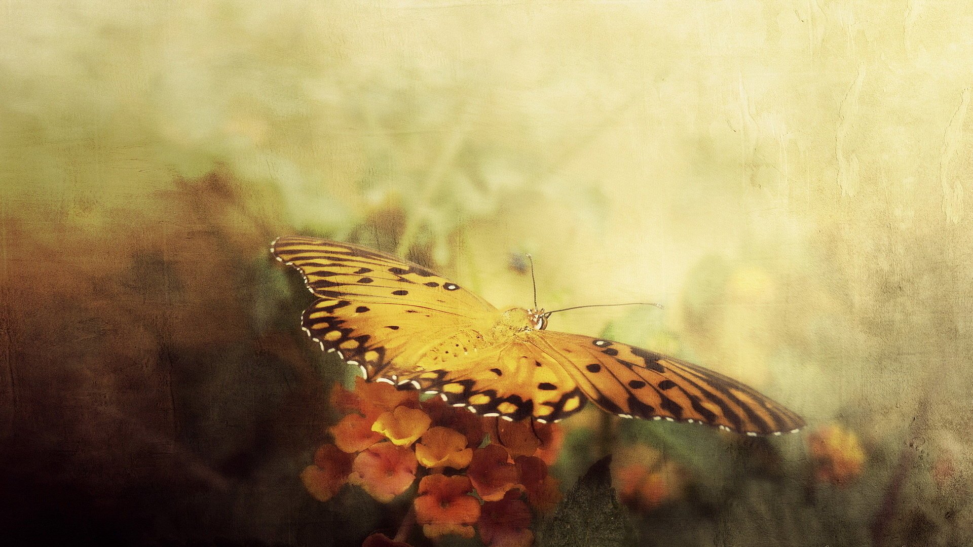 schmetterling stil hintergrund