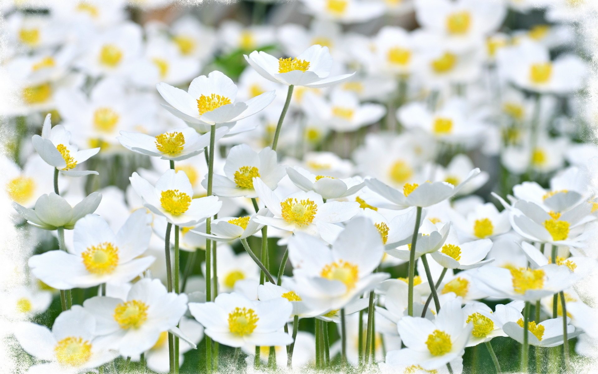 estilo verano fondo flores