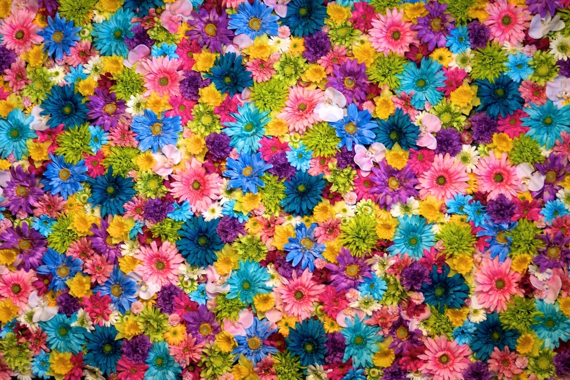 pared flor flores varios multicolor