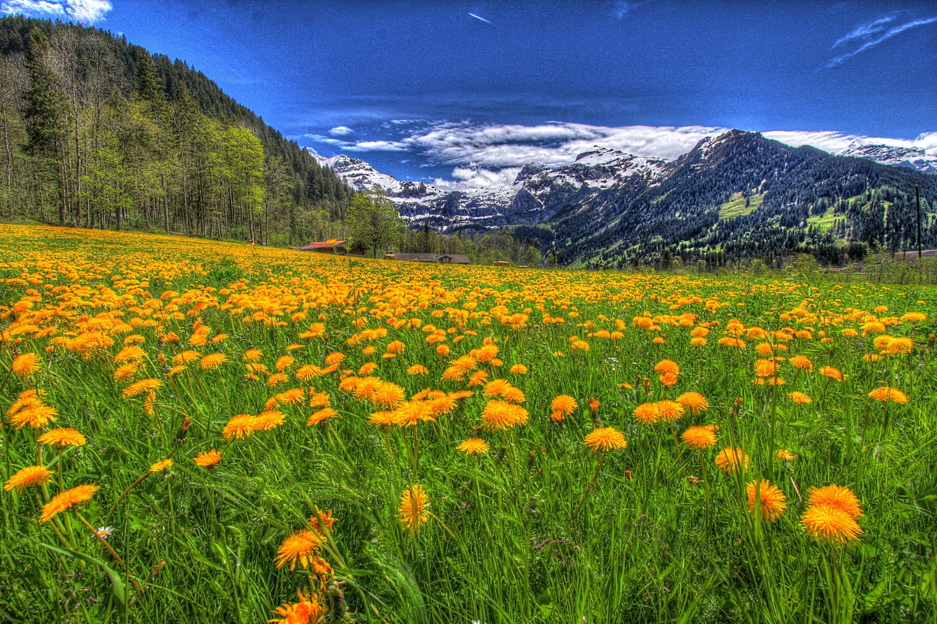 paysage montagnes neige fleurs nature