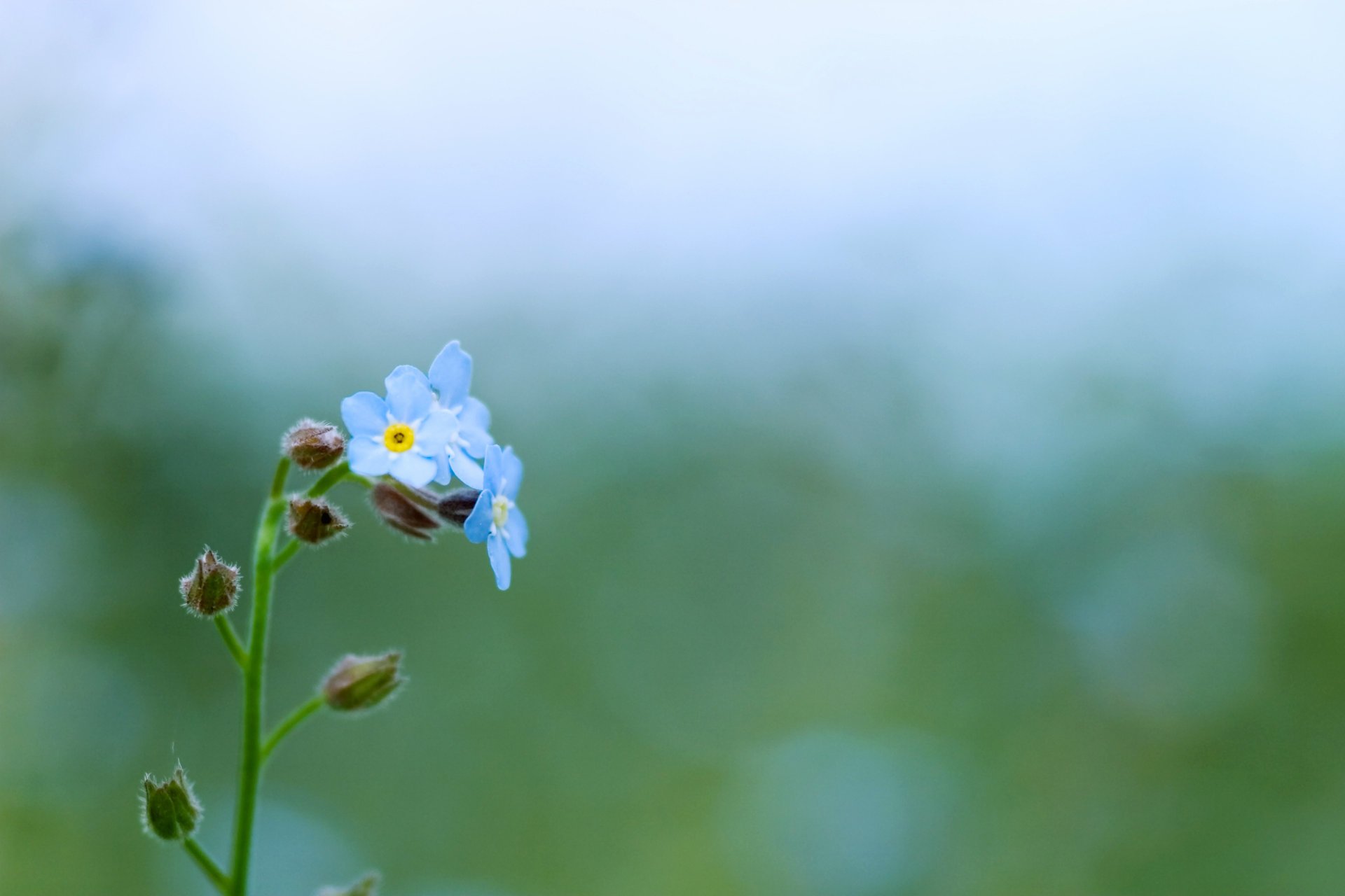 fleurs couleur myosotis vert plante bleu