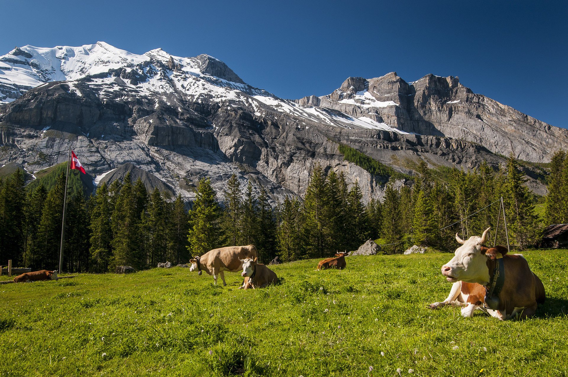 suisse montagnes vaches switzerland prairie