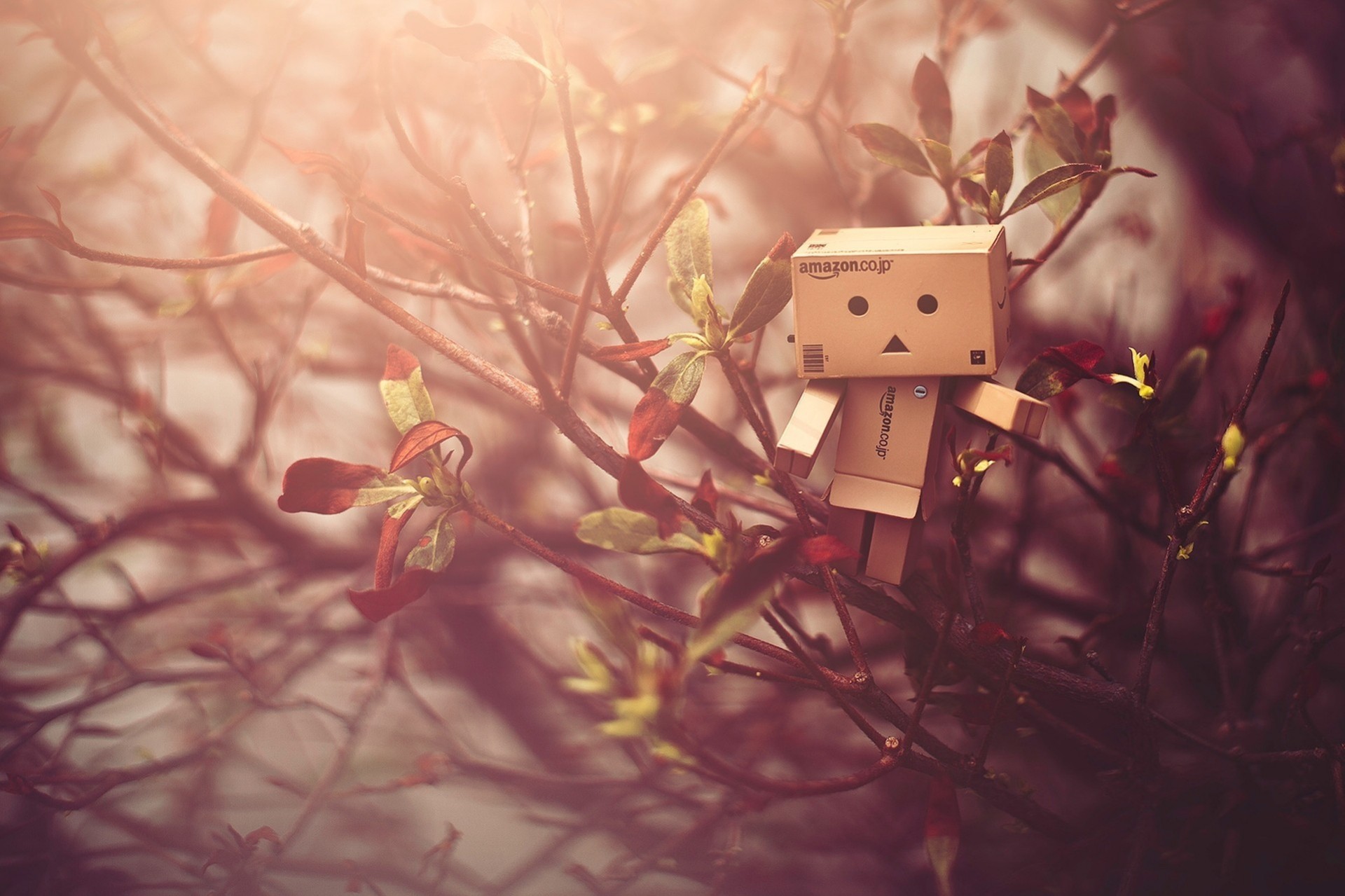 свет danbo клен дерево