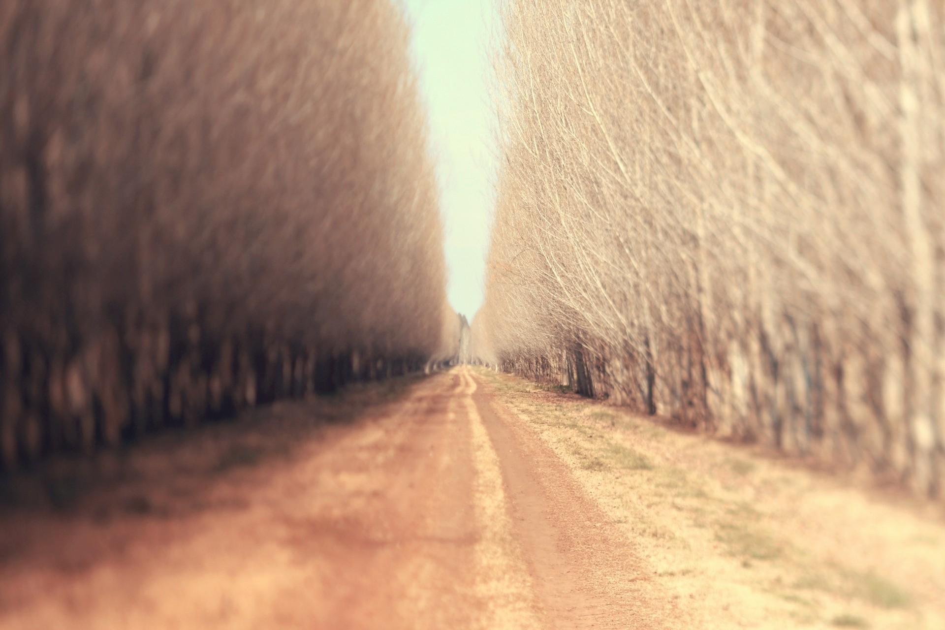 carretera borrosa madera