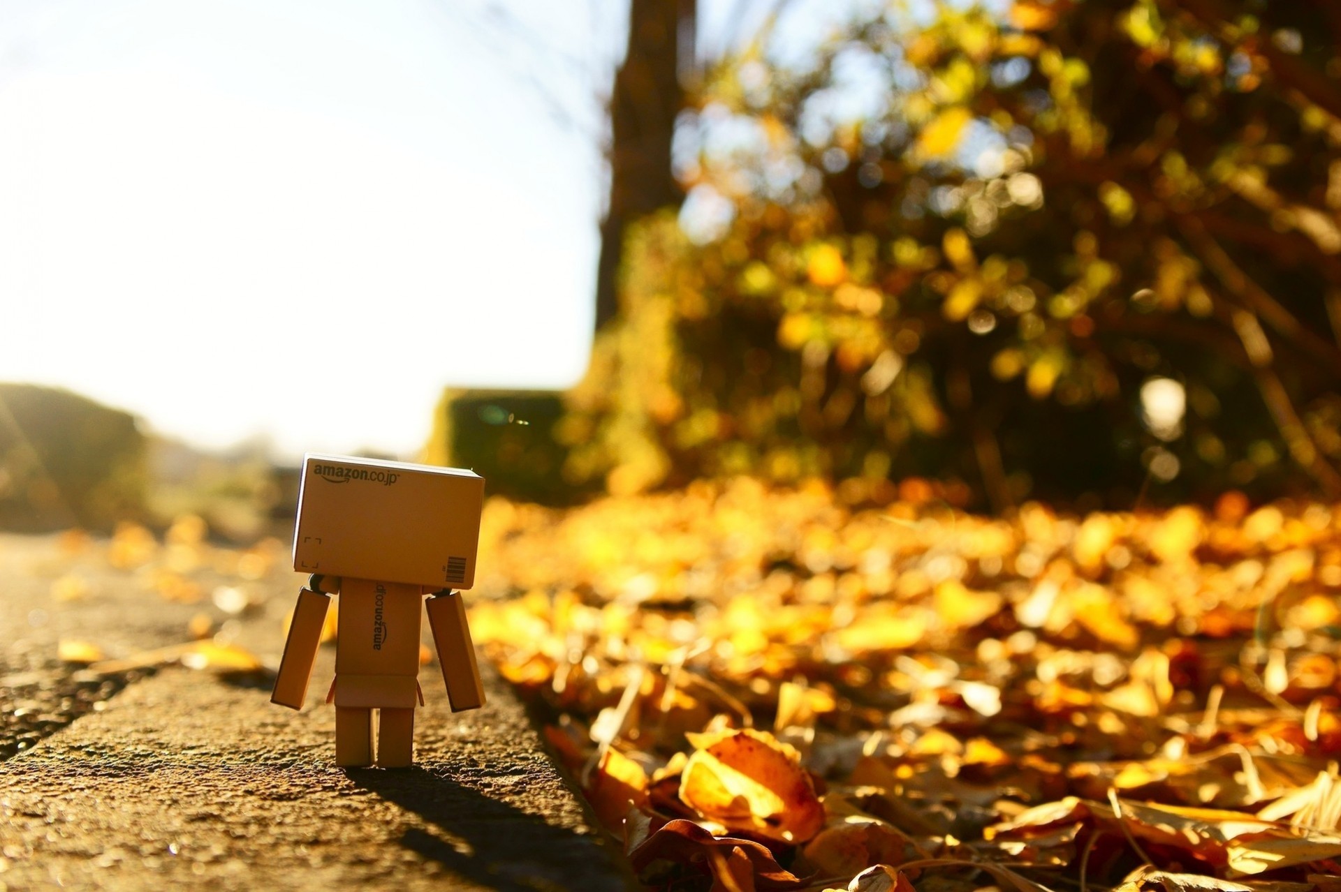 danbo samotny