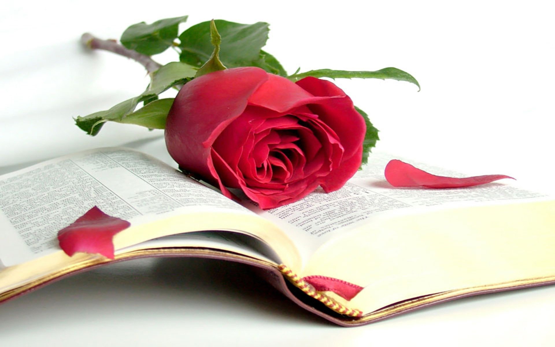 open book book beauty the bible wisdom rose