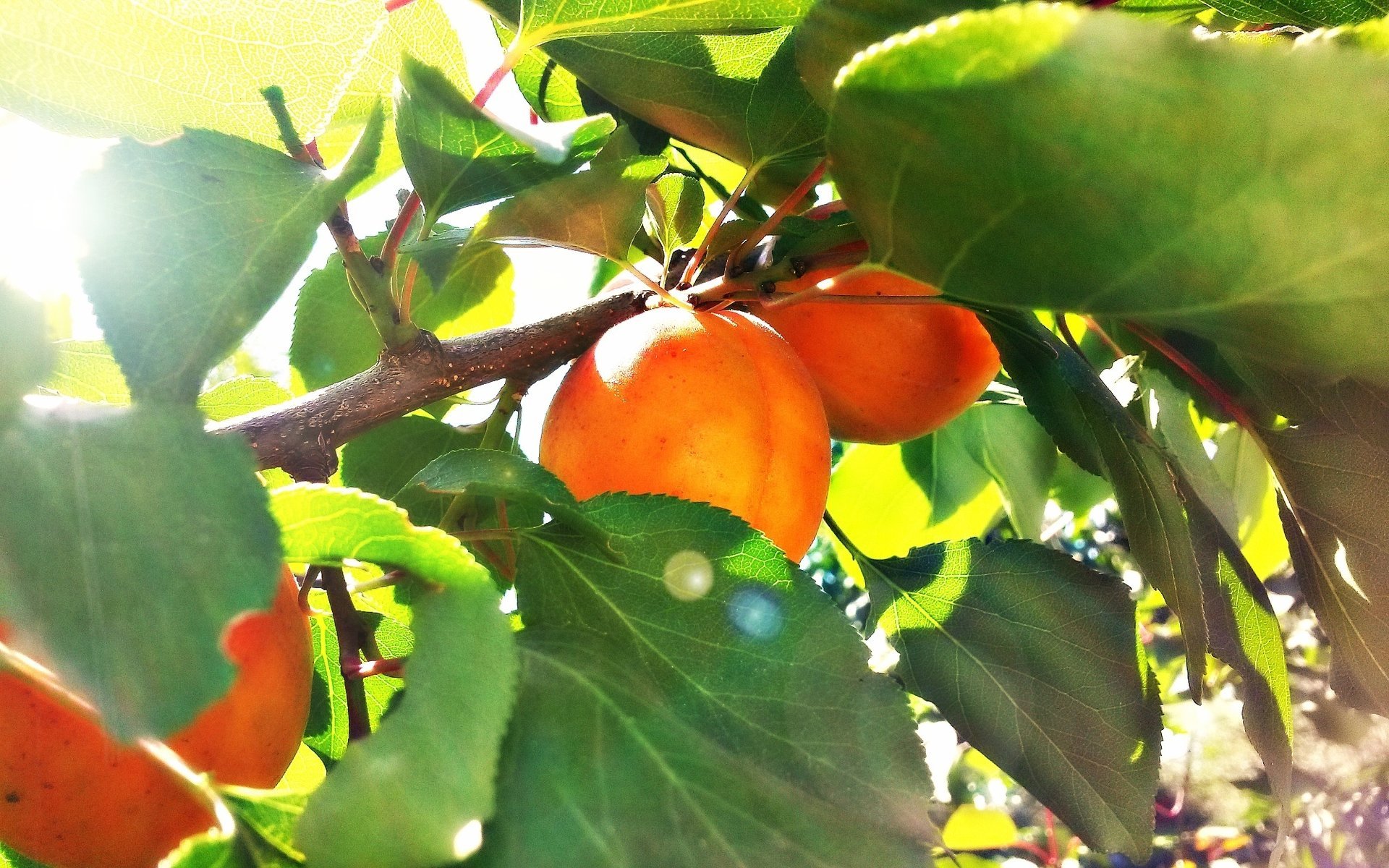 apricot summer the sun fruit green