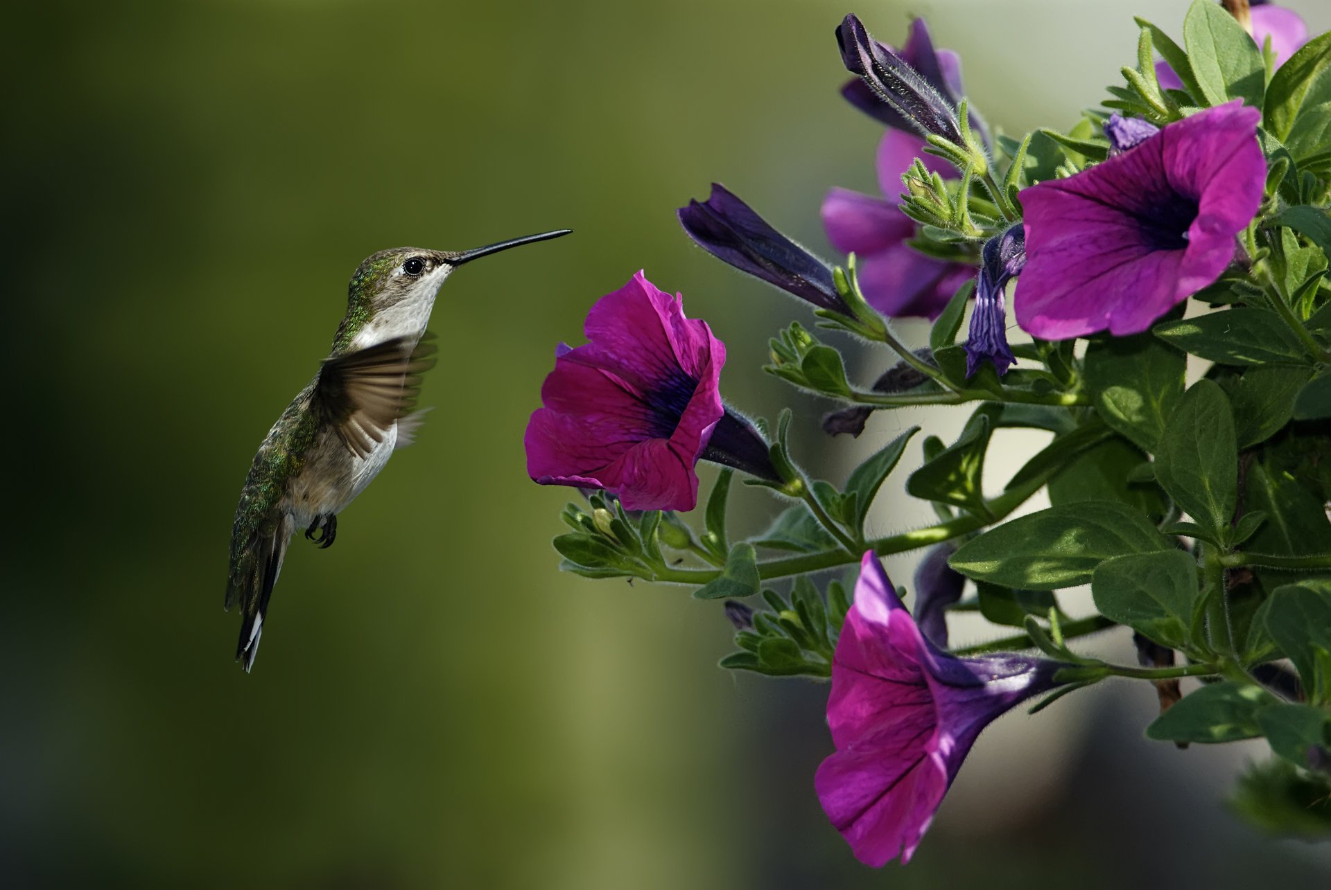 bird flowers petunia macro hummingbird