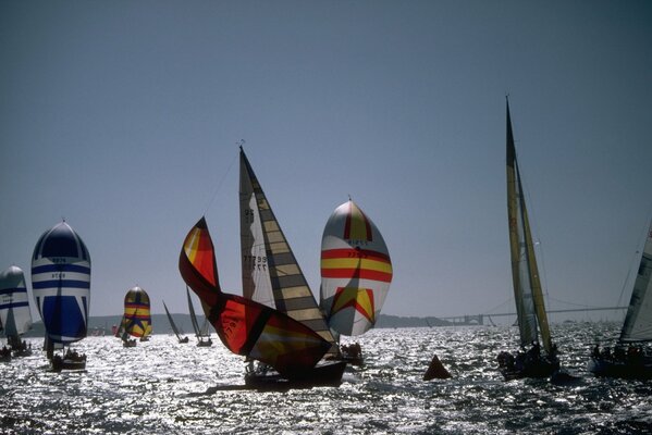 Sailboats and yachts at sea