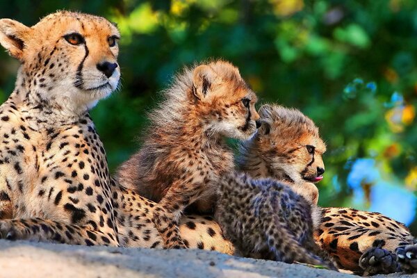 Cheetah family mother and her kittens