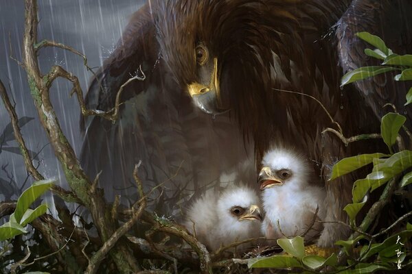 The eagle protects the chicks from the rain