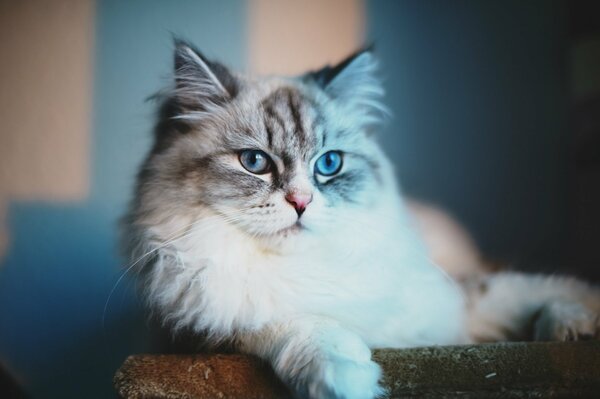 A calmly sitting cat with blue eyes