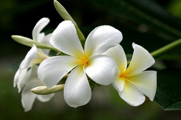 Belles fleurs de plumeria blanches d été