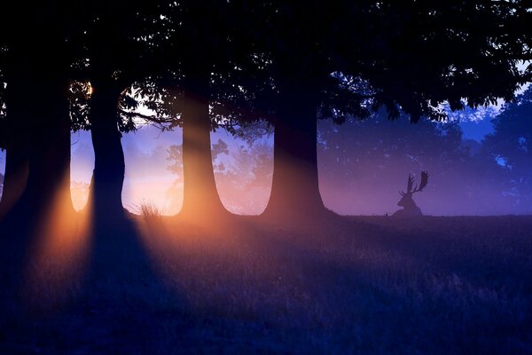 Sonnenuntergang und Einbruch der Dämmerung im Wald