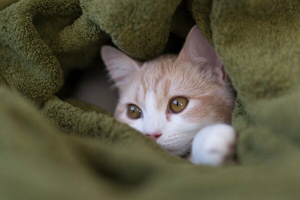 Gato pelirrojo en toalla verde mohoso