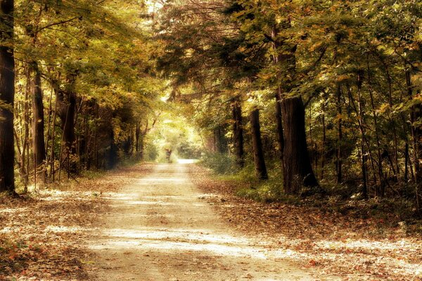 Camino en el bosque en la naturaleza entre los árboles