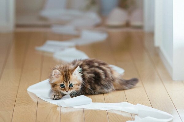 Gattino sul pavimento che gioca con la carta igienica