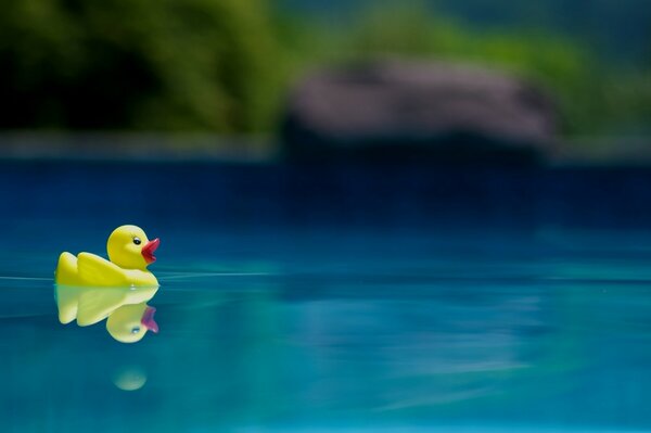 Gelbes Entenspielzeug, das auf dem Wasser schwimmt