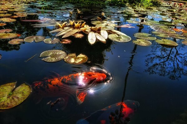 Red fish swim among the water lilies