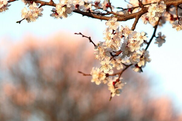 Fioritura del ramo di Sakura in primavera
