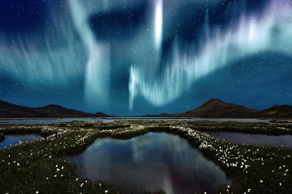 Northern lights over a swamp strewn with flowers