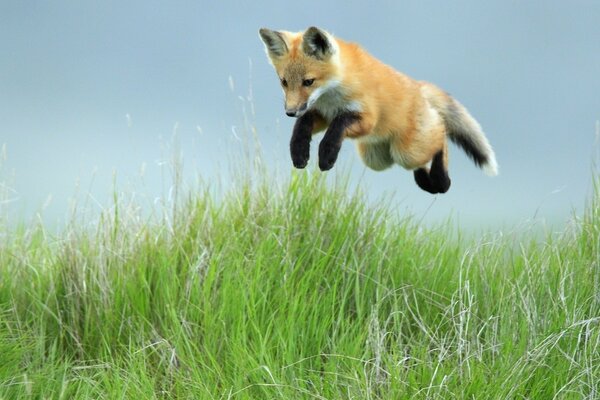 Kleiner Fuchs springt im Gras