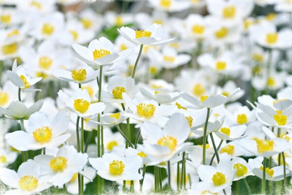 Hermosa alfombra de flores blancas de verano