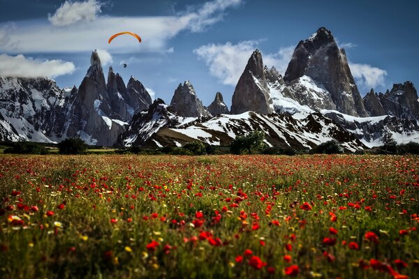 Flores rojas en el campo en el fondo de las montañas cubiertas de nieve