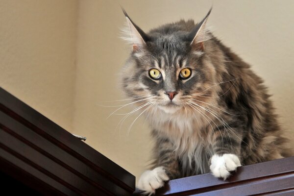 La mirada malvada de un gato gris Mira desde el armario