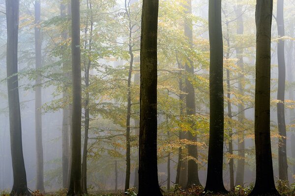 Vergilbte Blätter von Bäumen im Nebel