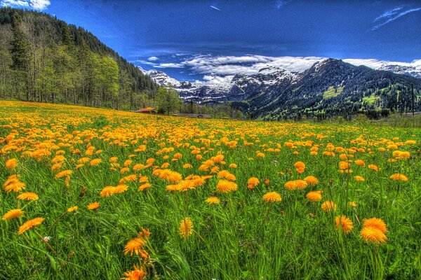 Alpine Wiesen mit Löwenzahn übersät