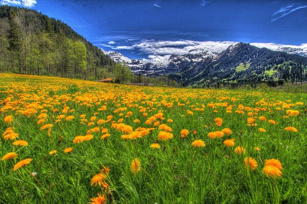 Alpejskie łąki porośnięte mniszkiem lekarskim